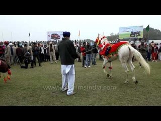 Horse dance to the tunes of music