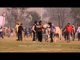 Racing bull loses its balance and falls!