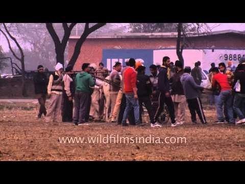 Preparing for the bullock cart race - Indian Rural Olympics
