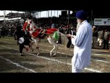 Dancing horse performs at Kila Raipur Olympics