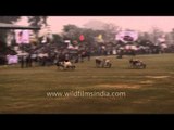 Bull gets out of control during Bullock cart race