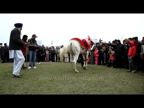 Horse dancing competition - Kila Raipur, Ludhiana