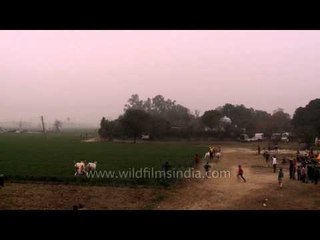 Bull carts getting clash during a race : Kila Raipur Sports Festival