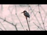 Eurasian kingfisher perched on a twig in mangroves