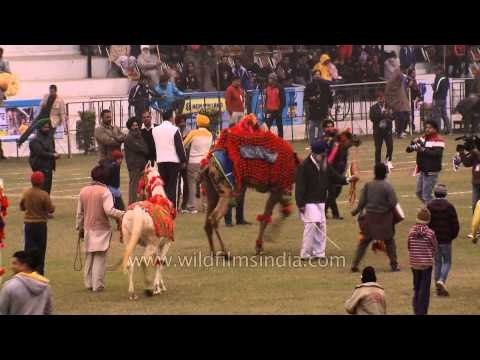 Dancing camel seen at Kila Raipur Sports Festival