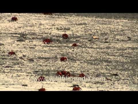 Fiddler crabs looks like a red dot- Henry Island