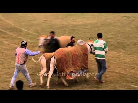 Getting ready for Bullock cart race : Kila Raipur Sports Festival