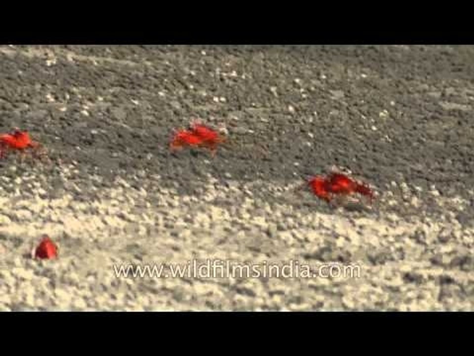 Red fiddler crabs are racing