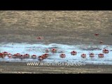 Crabs running in the beach of Henry Island