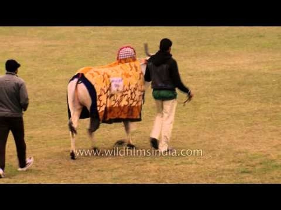 Bull and horses prepared for the race at Kila Raipur Sports Festival