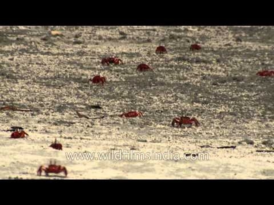 Red fiddler crabs of Henry Island