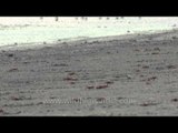 Red fiddler crab digging sand