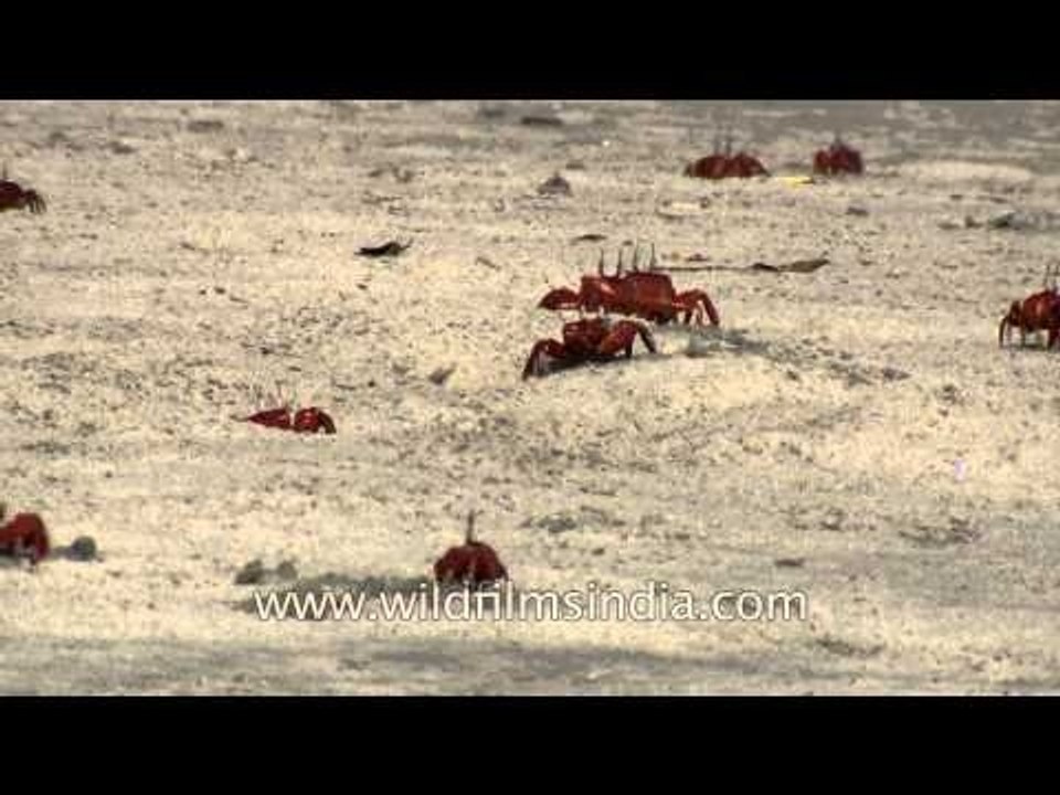 Crabs crawling all over the beach of Henry Island