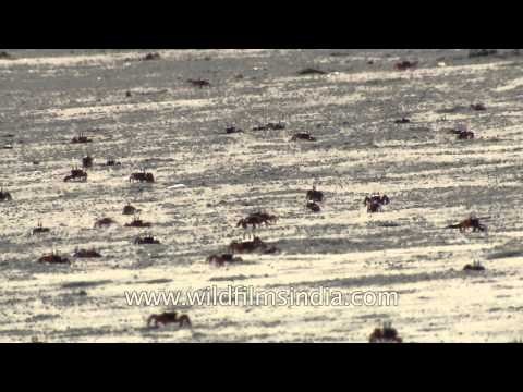 Red crabs on the beach of Henry Island, West Bengal