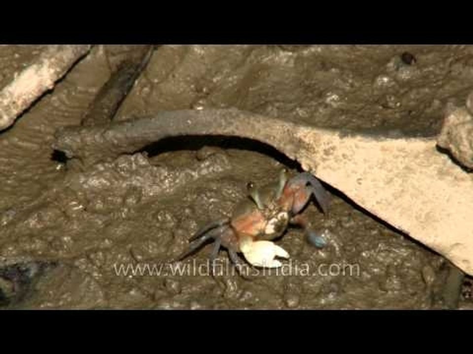 Crab emerging into the mud hole