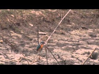 Common Kingfisher on the delta region of Sundarbans
