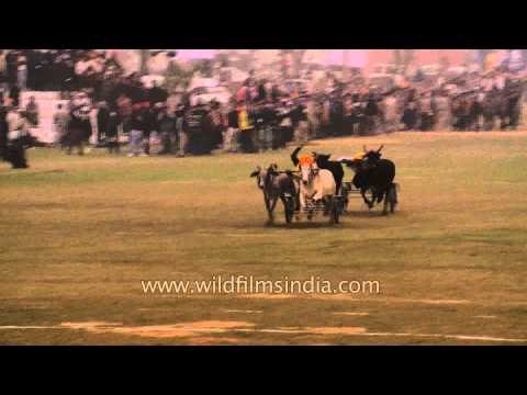 Punjab's traditional bull cart race : Ludhiana, Punjab