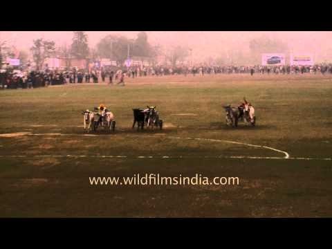 Bullock cart race a traditional sport of Punjab