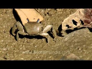 Stalk-eyed mud fiddler crab