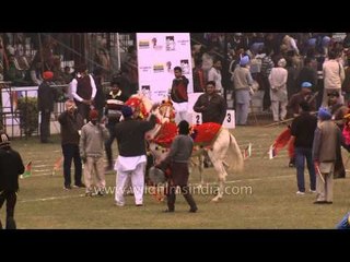 Horse dancing merrily at Rural Olympics