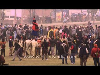 Daring stunt : man riding on three horses