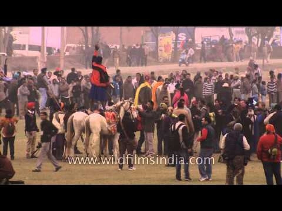 Daring stunt : man riding on three horses