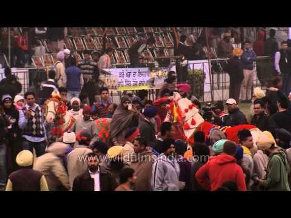 Dancing horse in colourful clothes at Kila Raipur Sports Festival