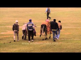 Bull cart race : Kila Raipur Sports Festival