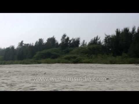 Crabs crawling all over the beach of Henry Island