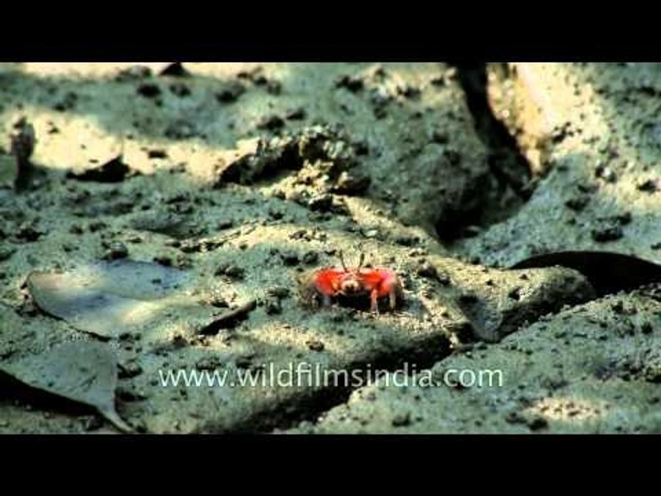 Red fiddler crabs on Henry Island, West Bengal
