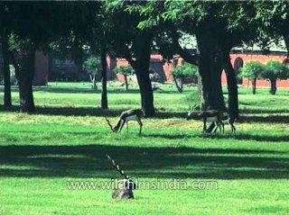 Blackbucks grazing in the garden of Sikandra Fort