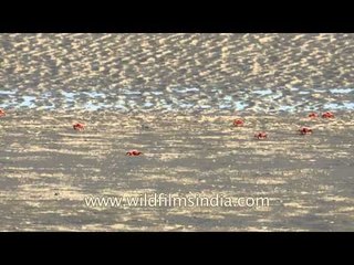 Fiddler crabs scuttling along the sea shore