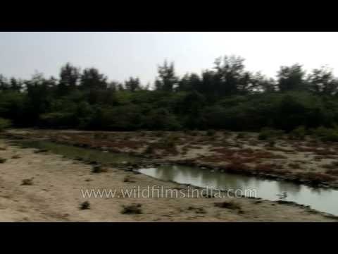 Red crabs on the Henry Island