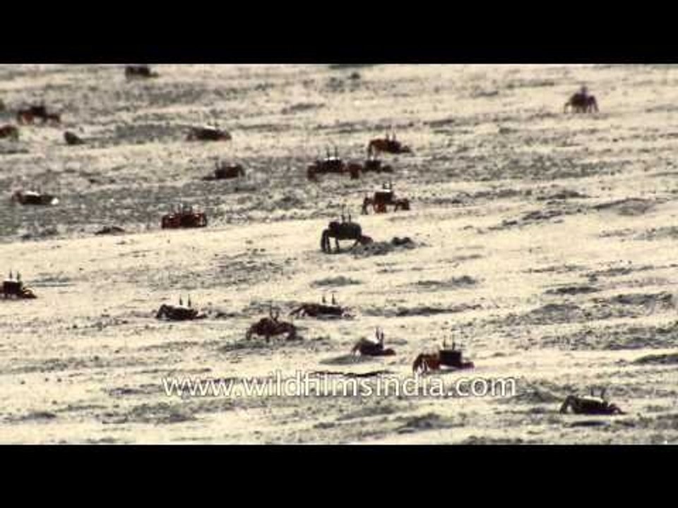 Red crabs dot the shores of Henry Island