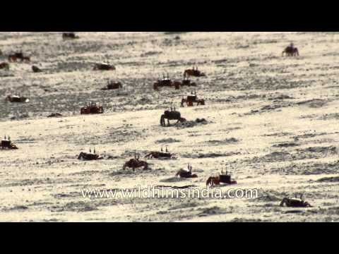 Red crabs dot the shores of Henry Island