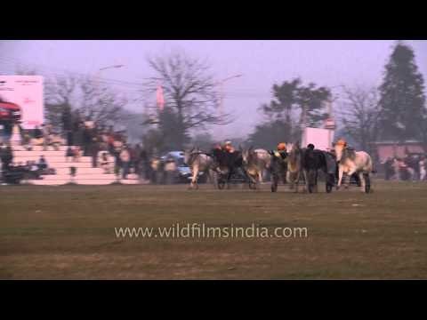 Fast and furious, Bullock cart race : at Kila Raipur Sports Festival