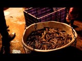 Channs species or ngamu on sale at Howrah fish market