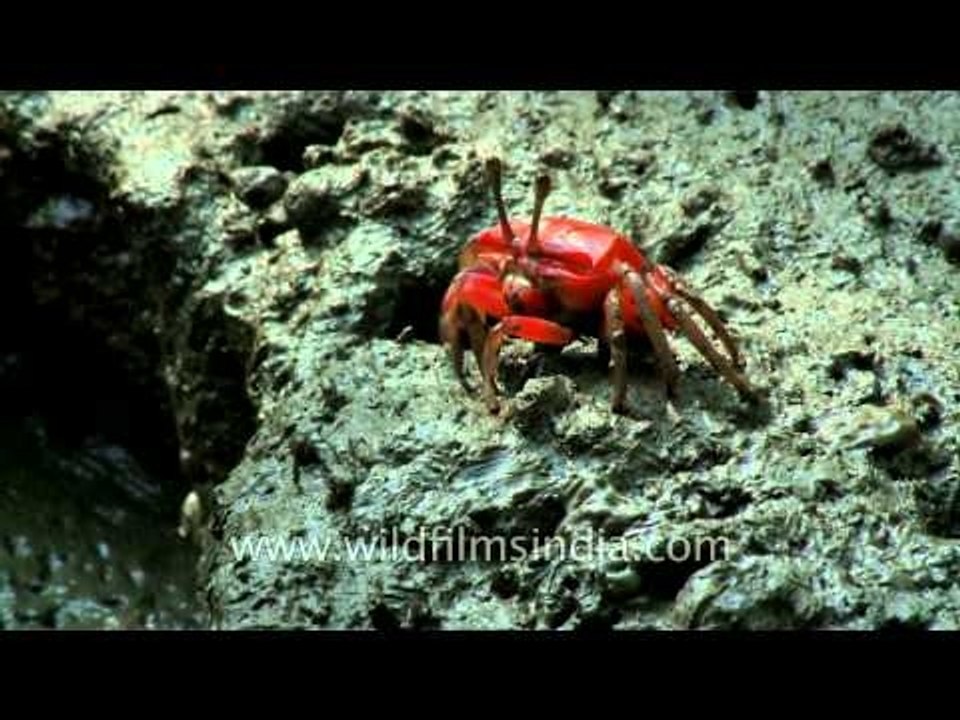 A close view of female fiddler crab feeding on the mud