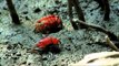 Red fiddler crabs on the mudflats of Sundarbans mangrove forest