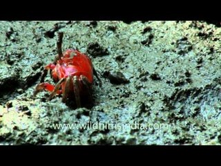 Red fiddler crab crawling on the marsh area of Henry Island