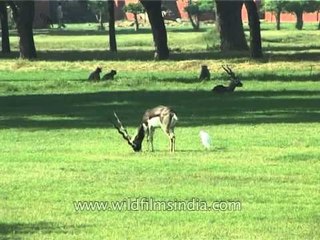 Blackbucks roaming inside the Sikandra Fort premises