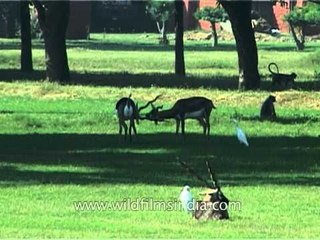 Black bucks fighting, horns locked together