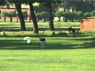 Blackbuck grazing inside Sikandra Fort