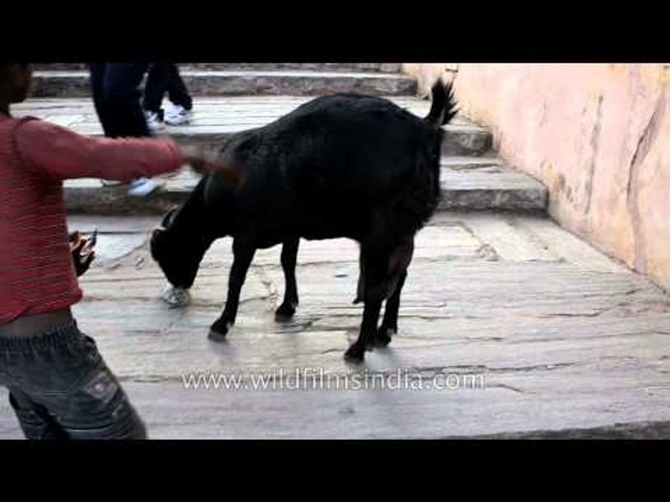 Naughty child teasing goat