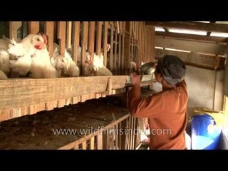 Poultry farm of Pu Ziona Chana