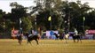 Polo players chasing the ball downfield in a Polo match