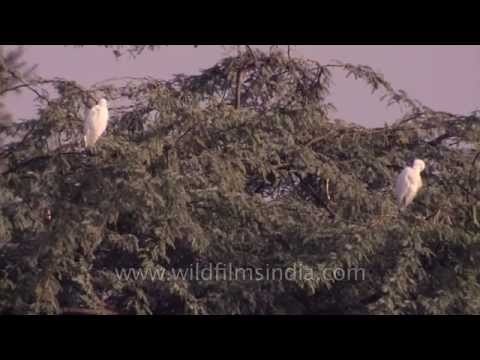Cattle Egrets on a keekar tree in Bakkhali, West Bengal