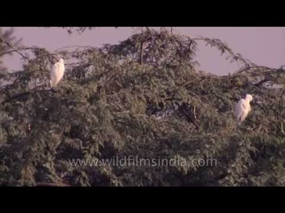 Cattle Egrets on a keekar tree in Bakkhali, West Bengal