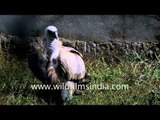 A Griffon Vulture in Imphal zoo