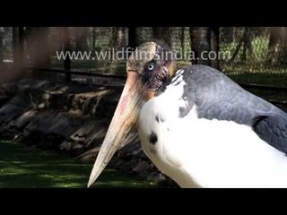 A Lesser Adjutant Stork, Egret and a Rosy Pelican